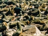 Fur seals, Cape Cross