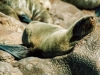 Fur seal, Cape Cross