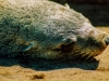 Fur seal, Cape Cross