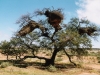 Weaver bird nests in a thorn tree