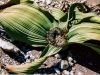 Welwitschia plant