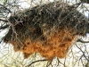 Weaver bird nest, Etosha