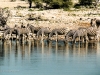 Burchell's Zebra