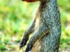 Striped Mongoose