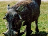 Warthog