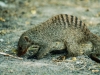 Striped Mongoose