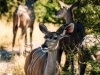 Kudu