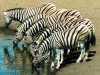 Zebra at waterhole