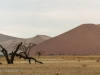 Desert dunes in the Namib