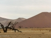 Desert dunes in the Namib