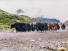 Yak herd on the Lachen La
