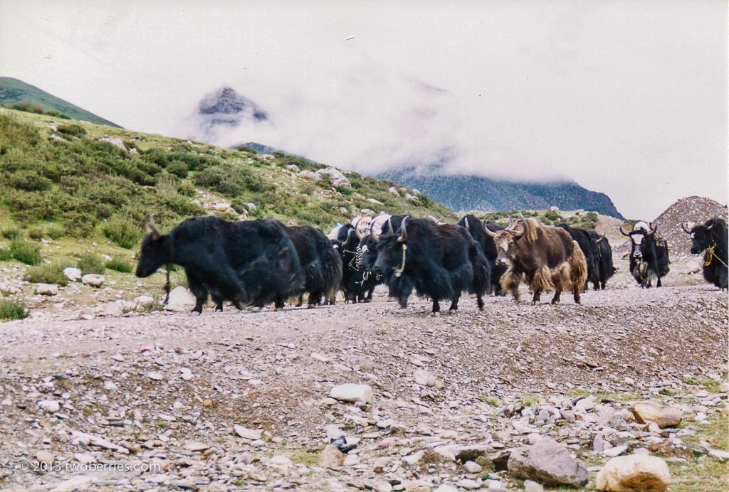 Yak herd on the Lachen La