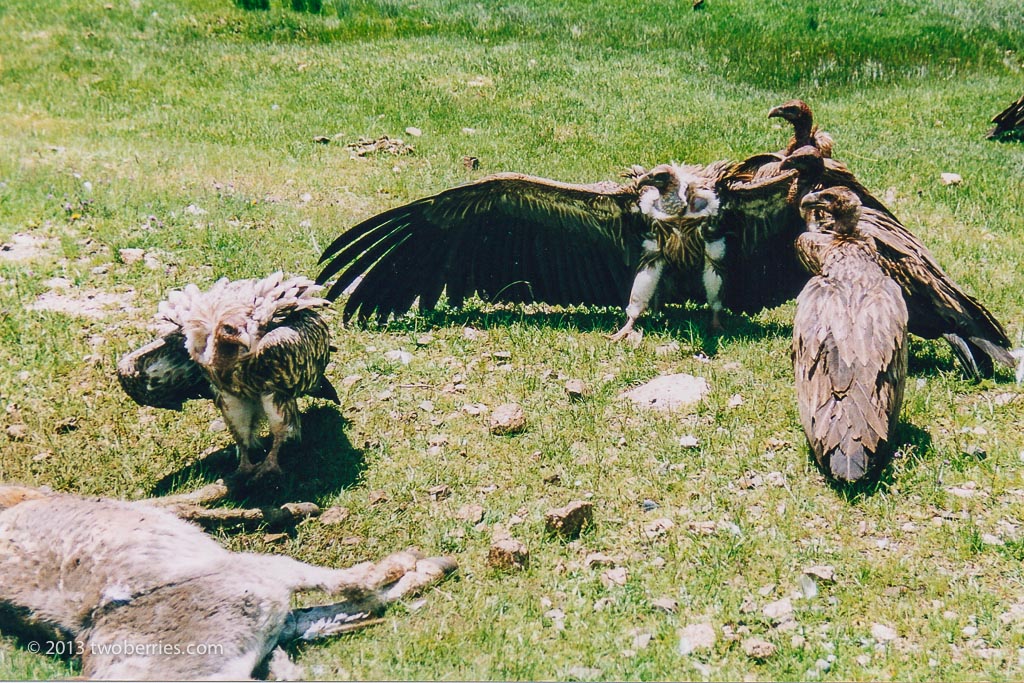 Lammergeier or Bearded Vulture