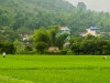 Rice Paddy