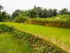 Rice paddy, Northern Vietnam