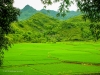 Rice Paddy