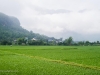 Rice Paddy