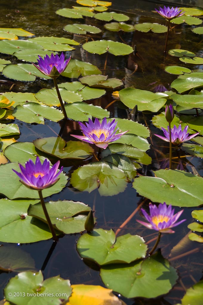 Lotus flowers, Thien Mu