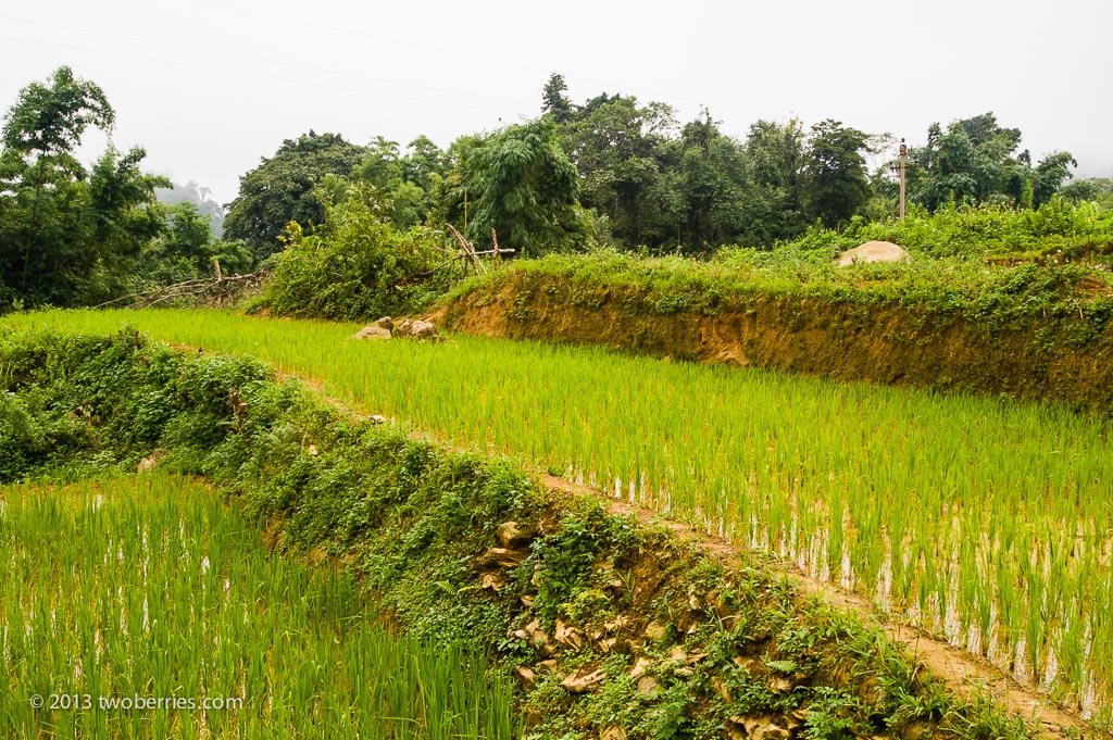Rice paddy, Northern Vietnam